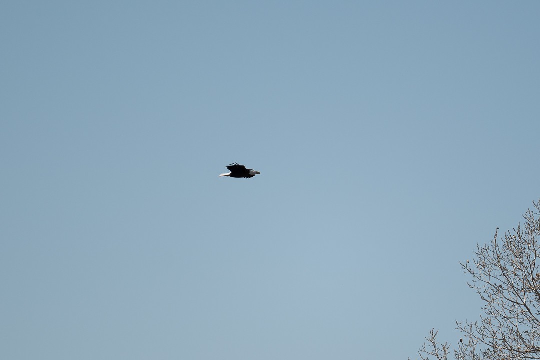 עיטם לבן-ראש - ML647661504