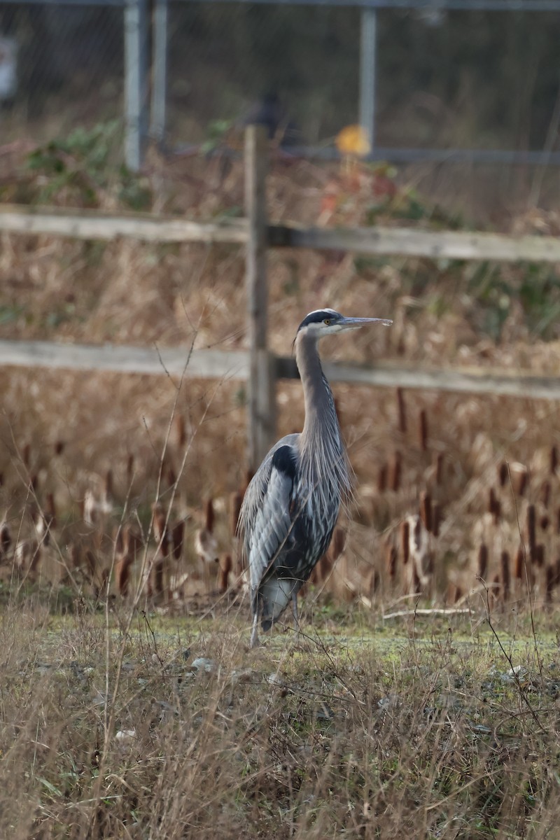 Great Blue Heron - ML647661508
