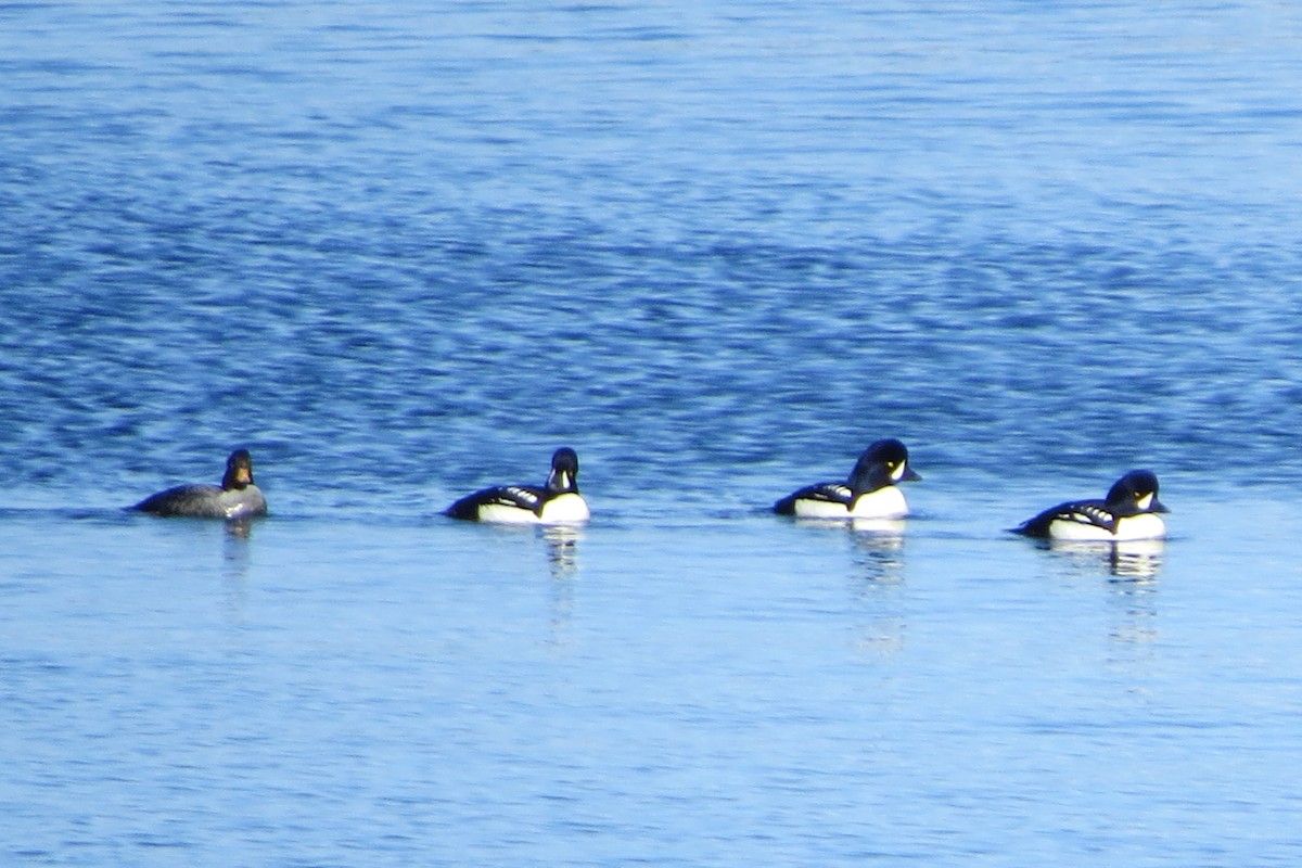 Murgilari islandiarra - ML647661513