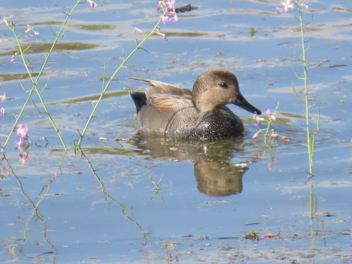 Canard chipeau - ML647661522