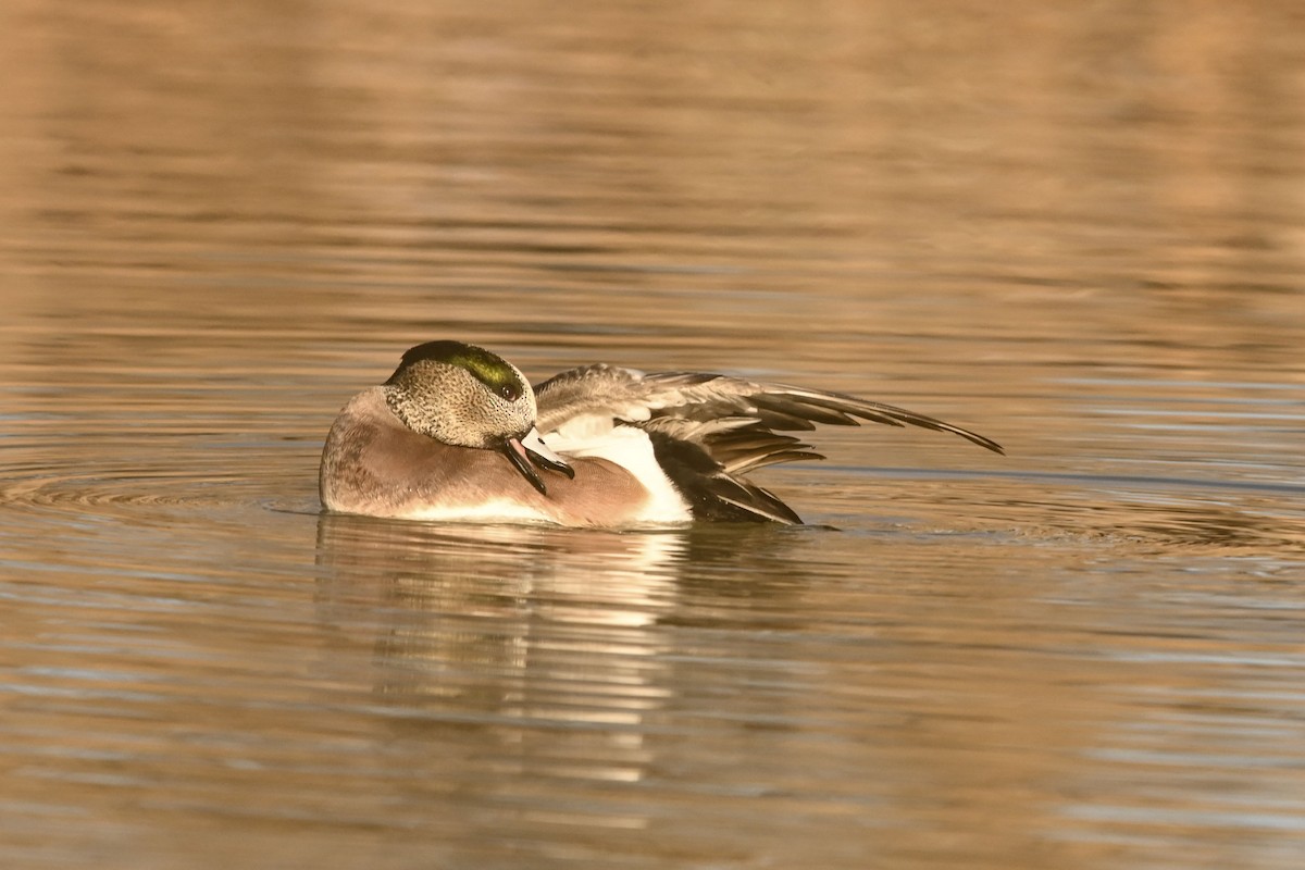 Canard d'Amérique - ML647661532