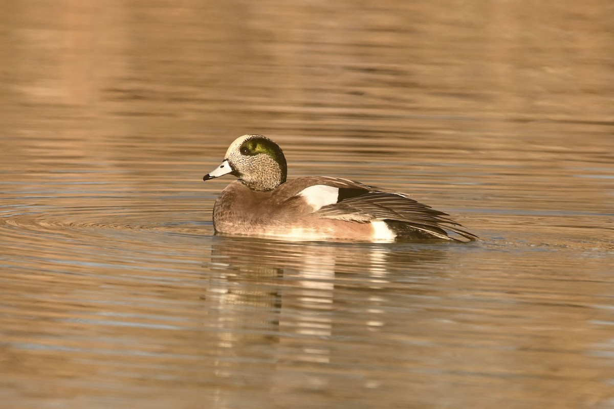 Canard d'Amérique - ML647661533