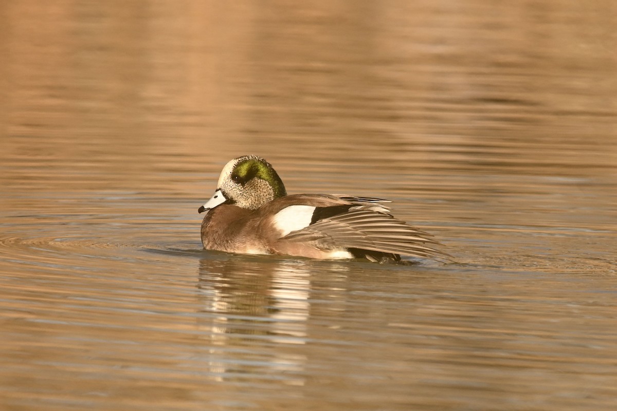 Canard d'Amérique - ML647661534