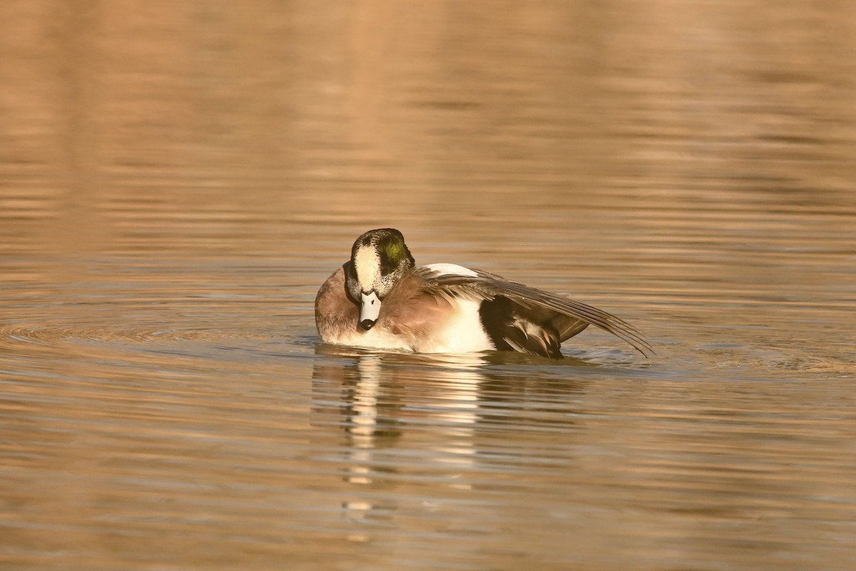 Canard d'Amérique - ML647661535