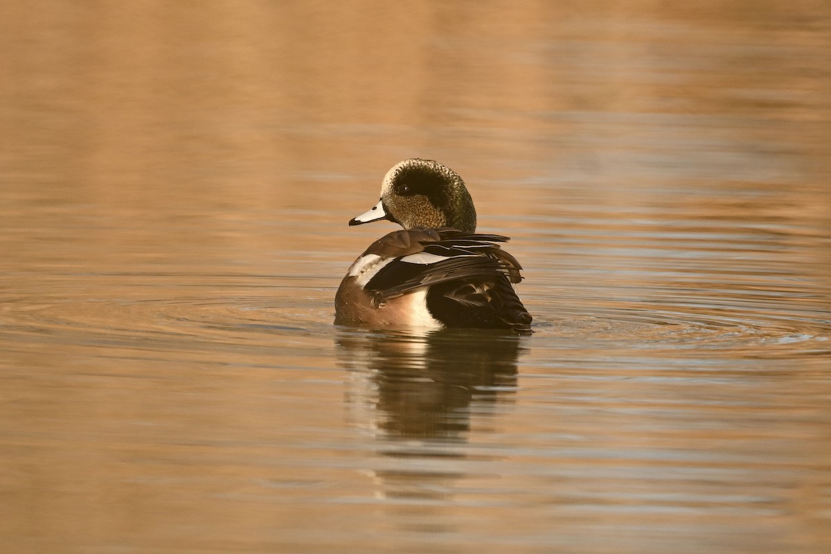 Canard d'Amérique - ML647661536
