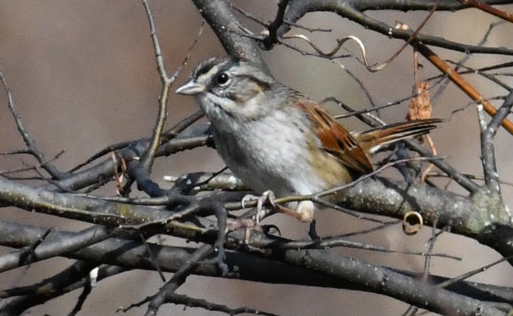 Swamp Sparrow - ML647661538