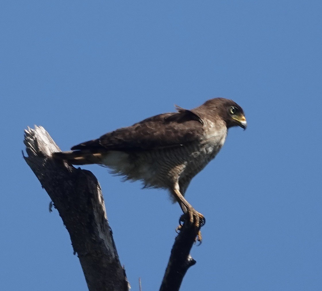 káně krahujová - ML647661552