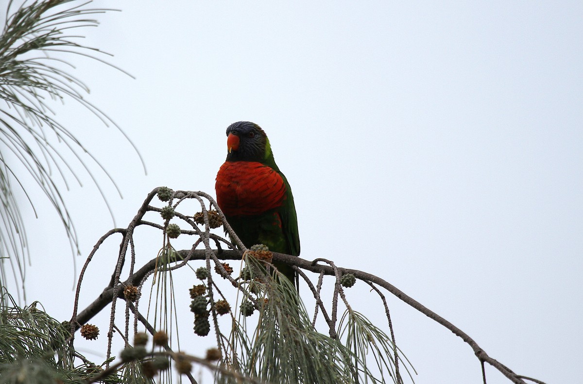 Coconut Lorikeet - ML647661553