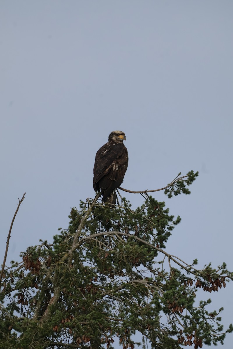 עיטם לבן-ראש - ML647661597
