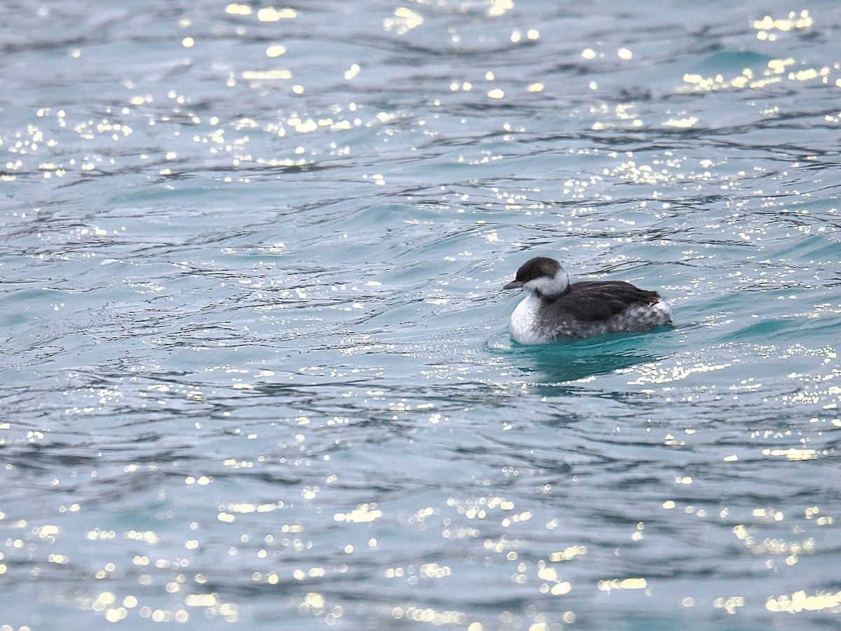 Красношейная поганка - ML647661598