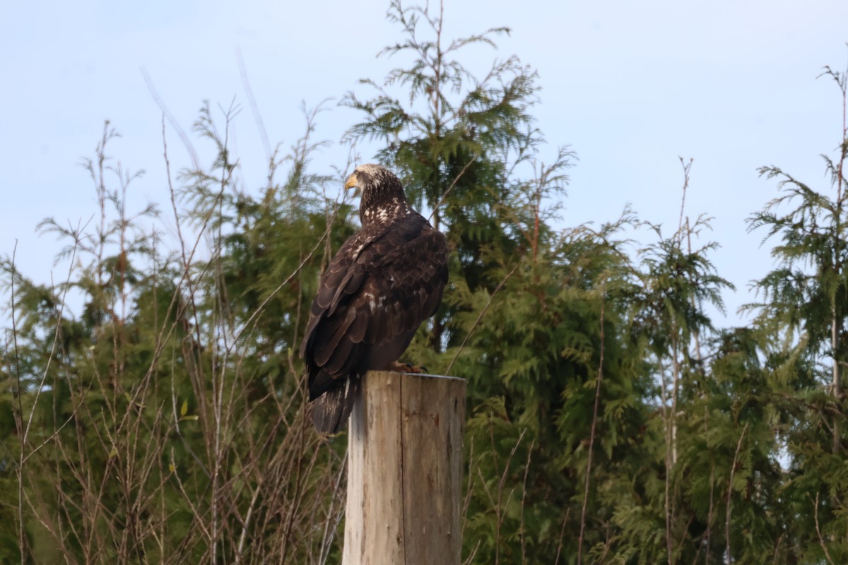 עיטם לבן-ראש - ML647661599