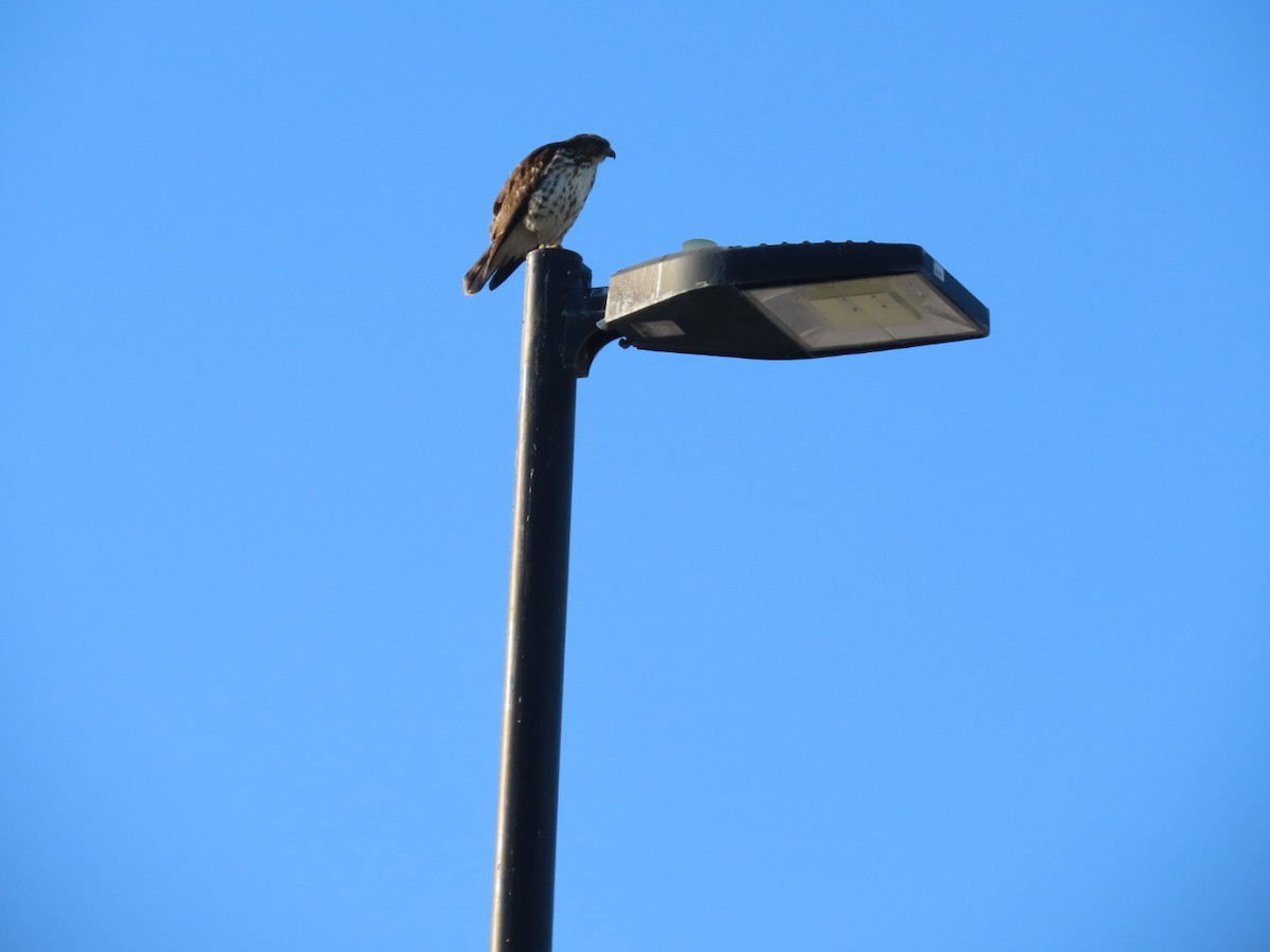 Broad-winged Hawk - ML647661602