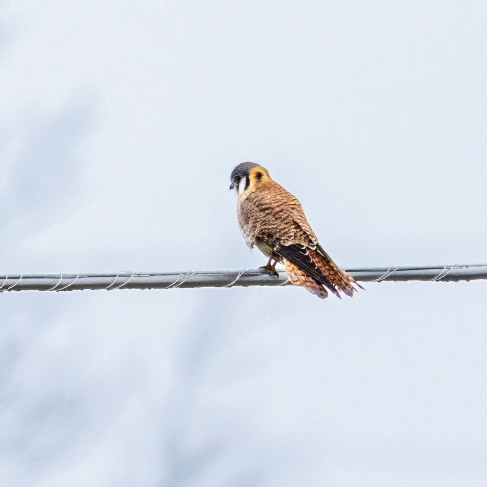 Боривітер американський - ML647661603