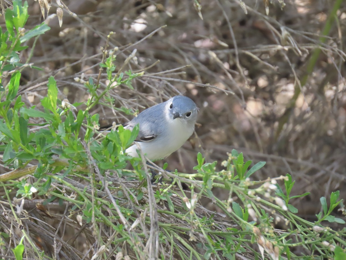 Blue-gray Gnatcatcher - ML647661613