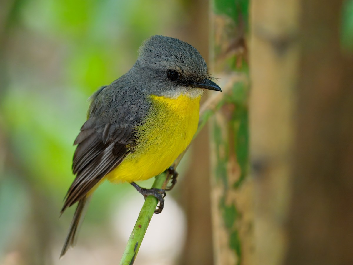 lejsčík žlutý - ML647661625