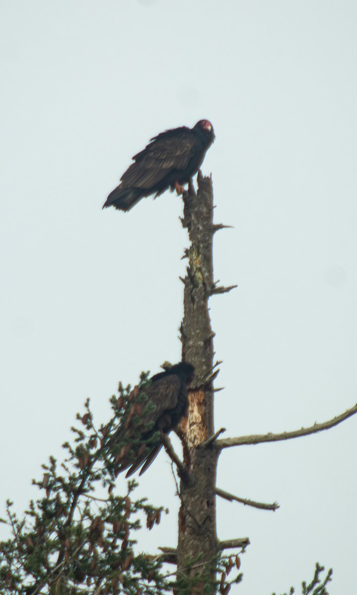 Turkey Vulture - ML647661626