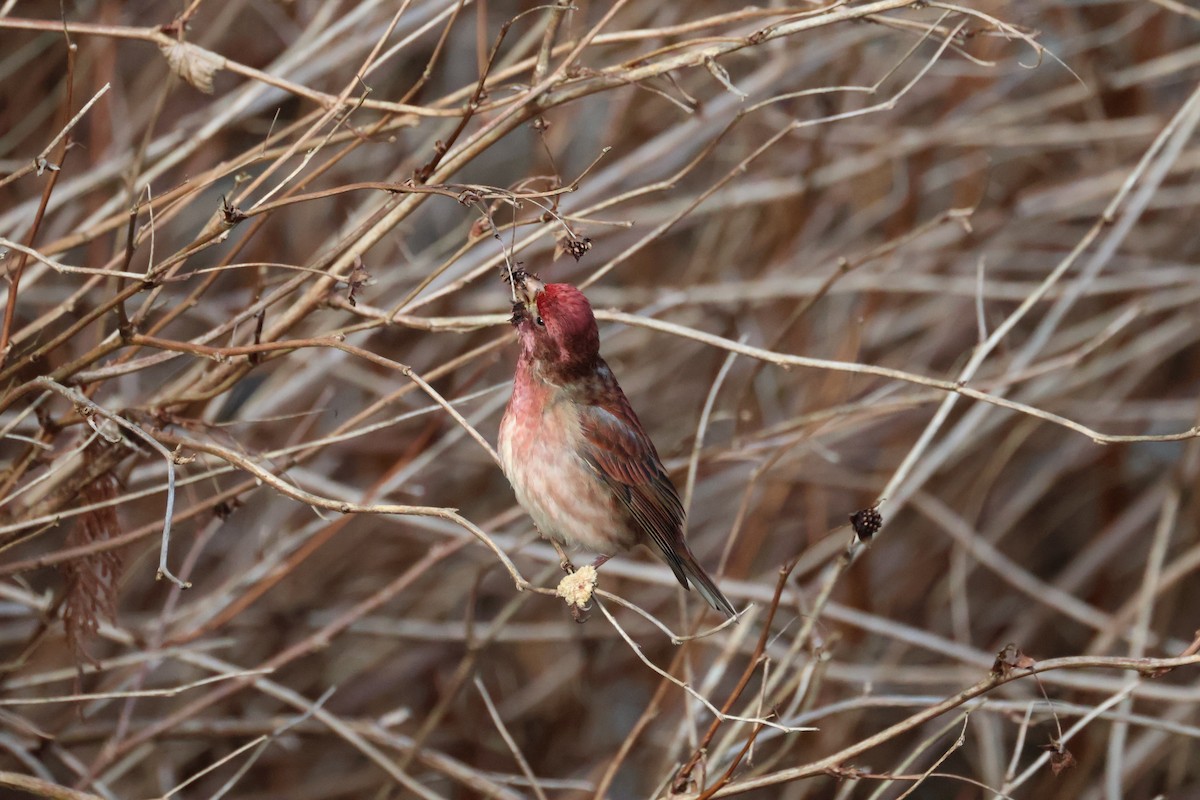 Purple Finch - ML647661645