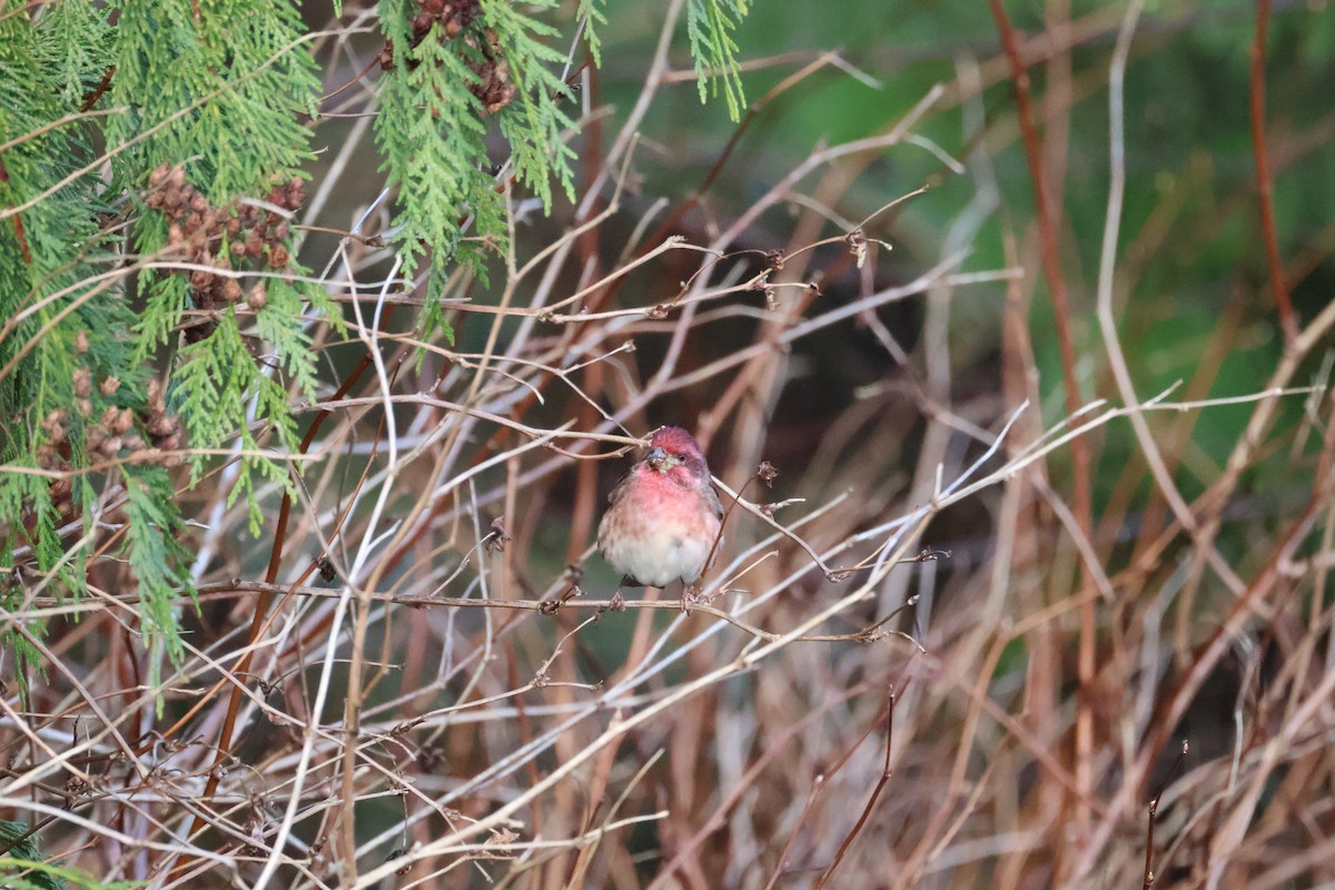 Purple Finch - ML647661660