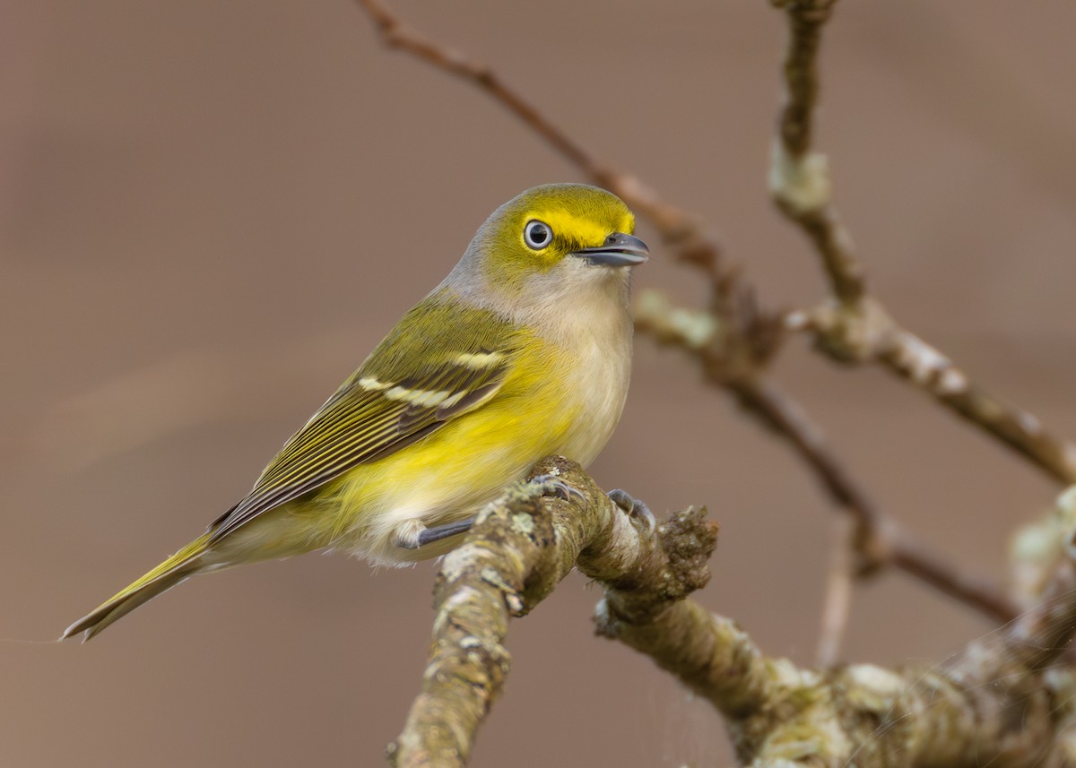 Weißaugenvireo - ML647661667