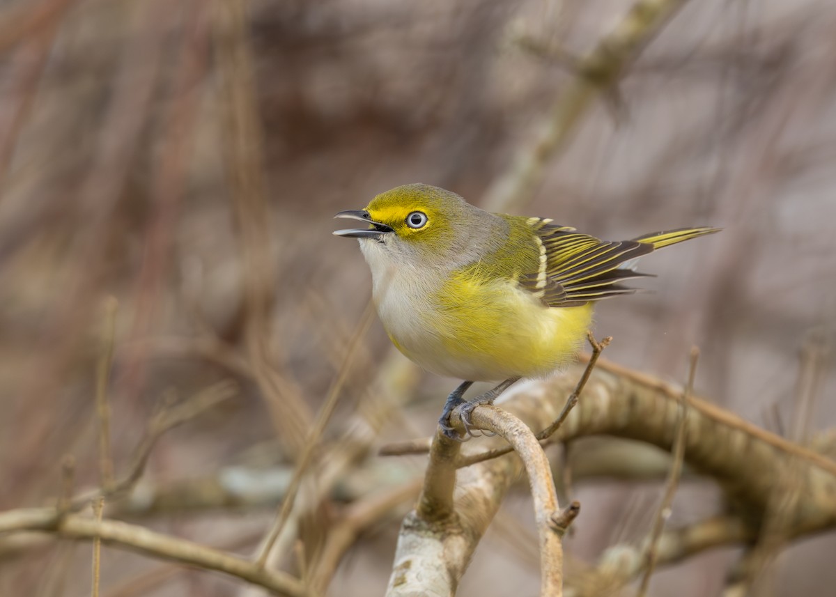 Weißaugenvireo - ML647661668