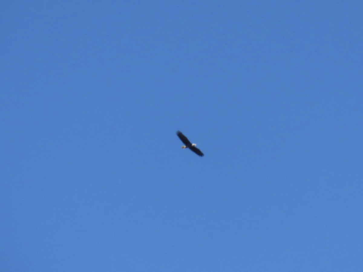 עיטם לבן-ראש - ML647661673