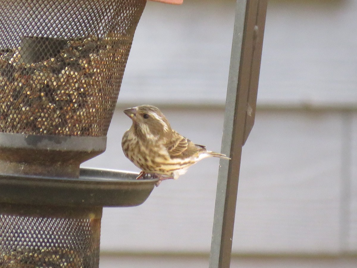 Purple Finch - ML647661676