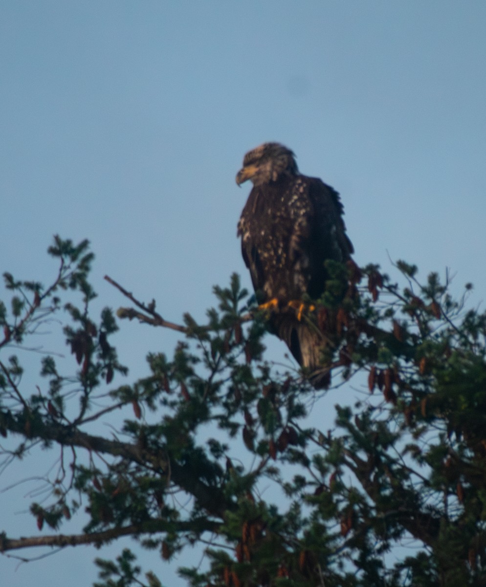 עיטם לבן-ראש - ML647661682