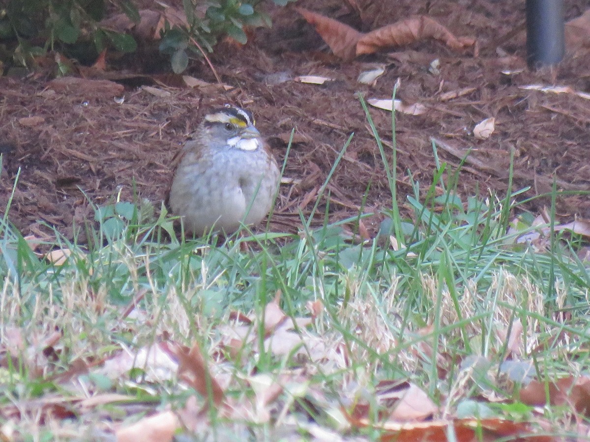 White-throated Sparrow - ML647661687