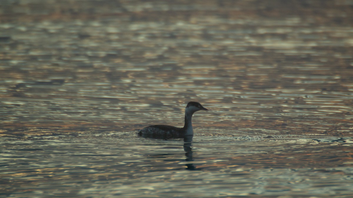 Красношейная поганка - ML647661688