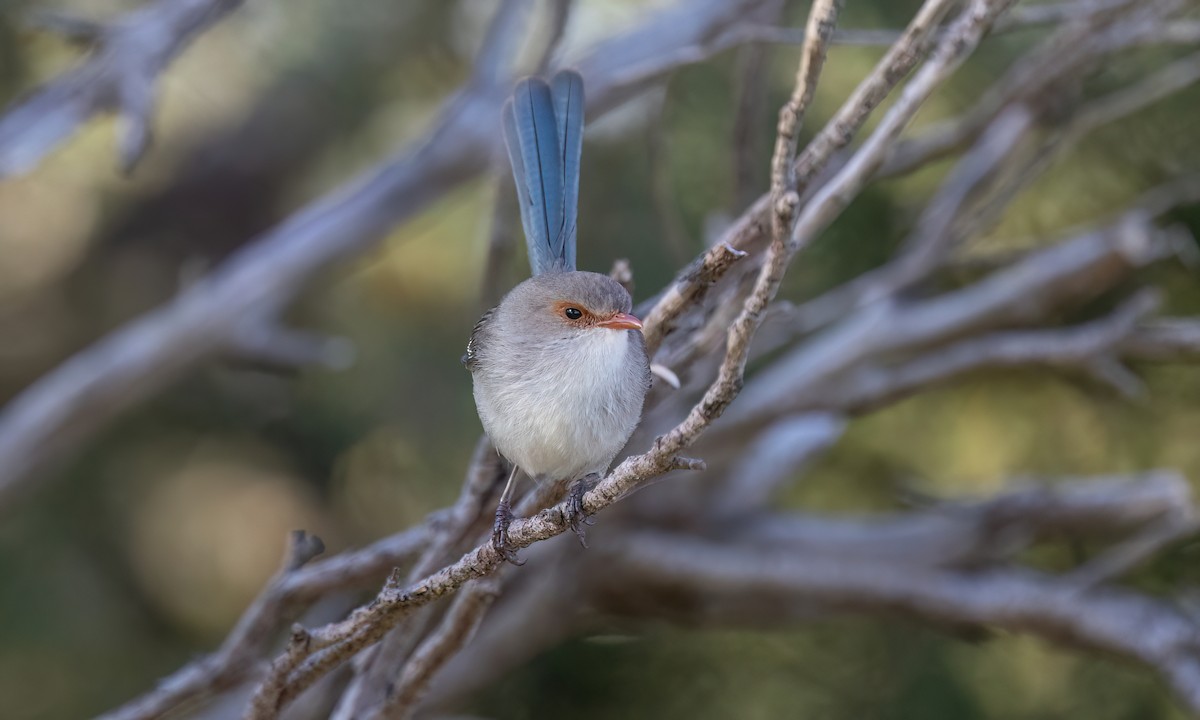 Splendid Fairywren - ML647661709