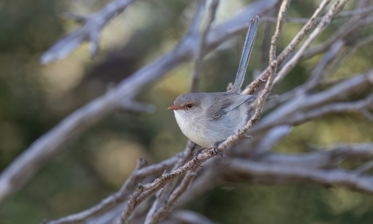 Splendid Fairywren - ML647661711