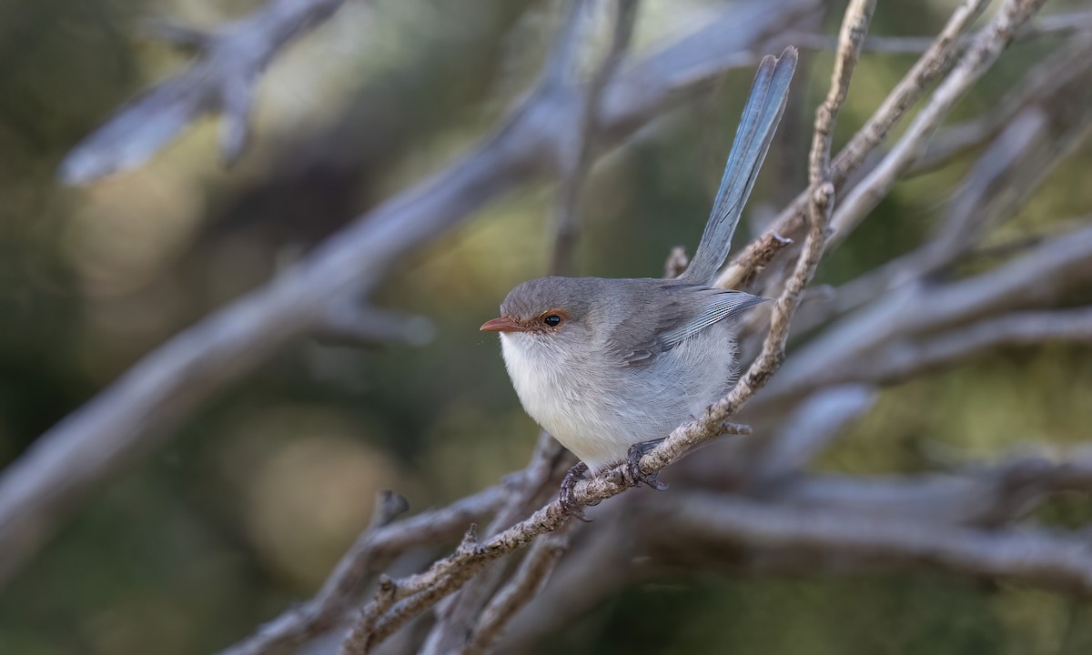 Splendid Fairywren - ML647661712