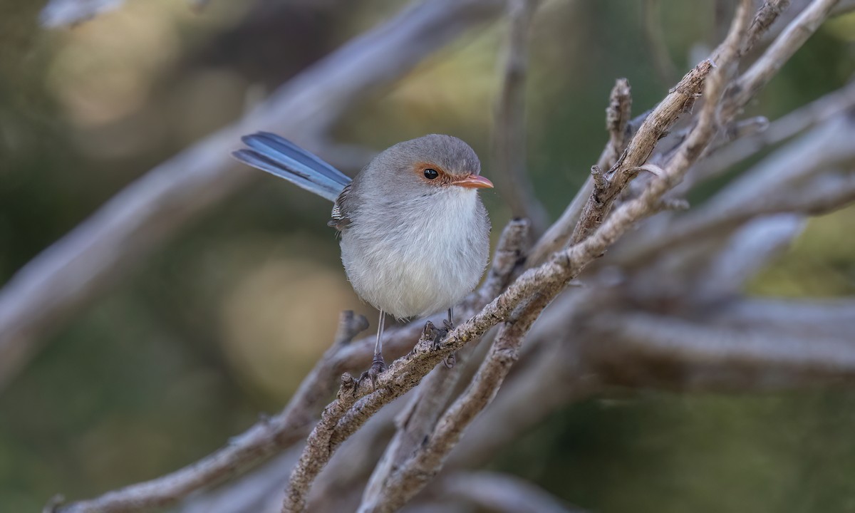 Splendid Fairywren - ML647661713