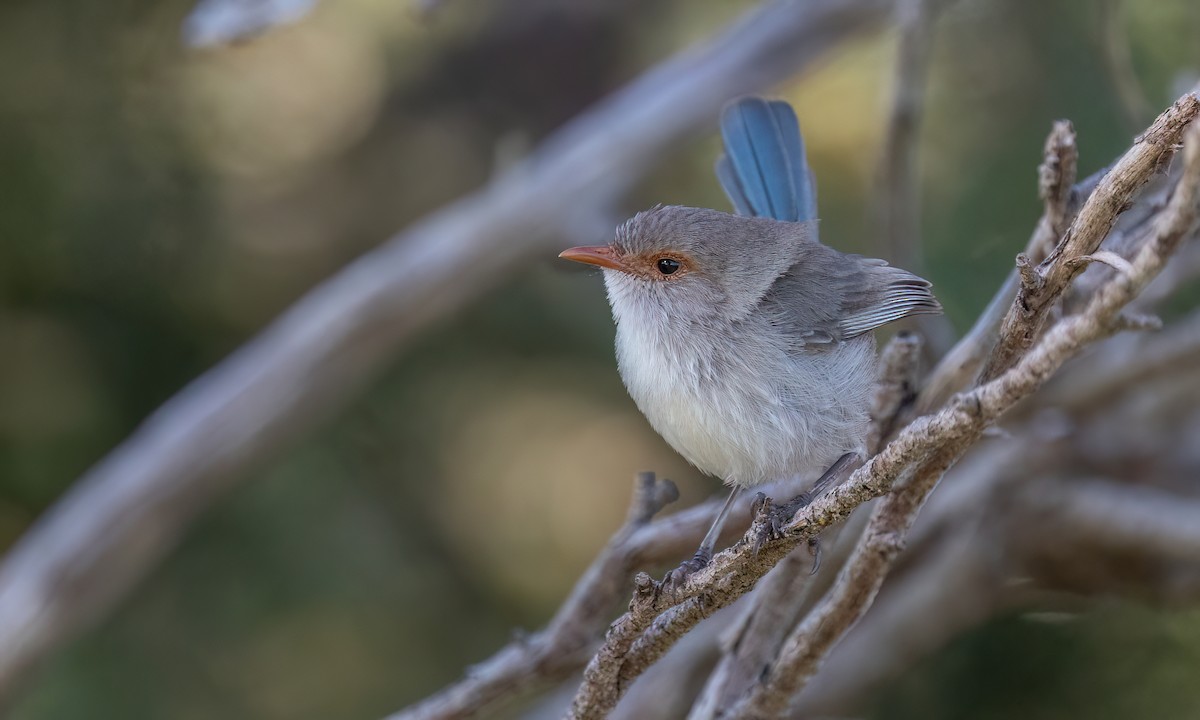 Splendid Fairywren - ML647661714