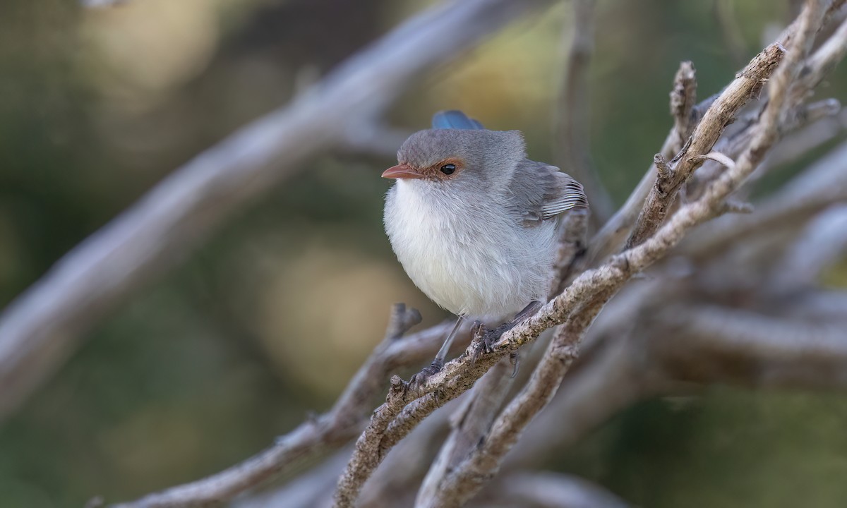 Splendid Fairywren - ML647661715
