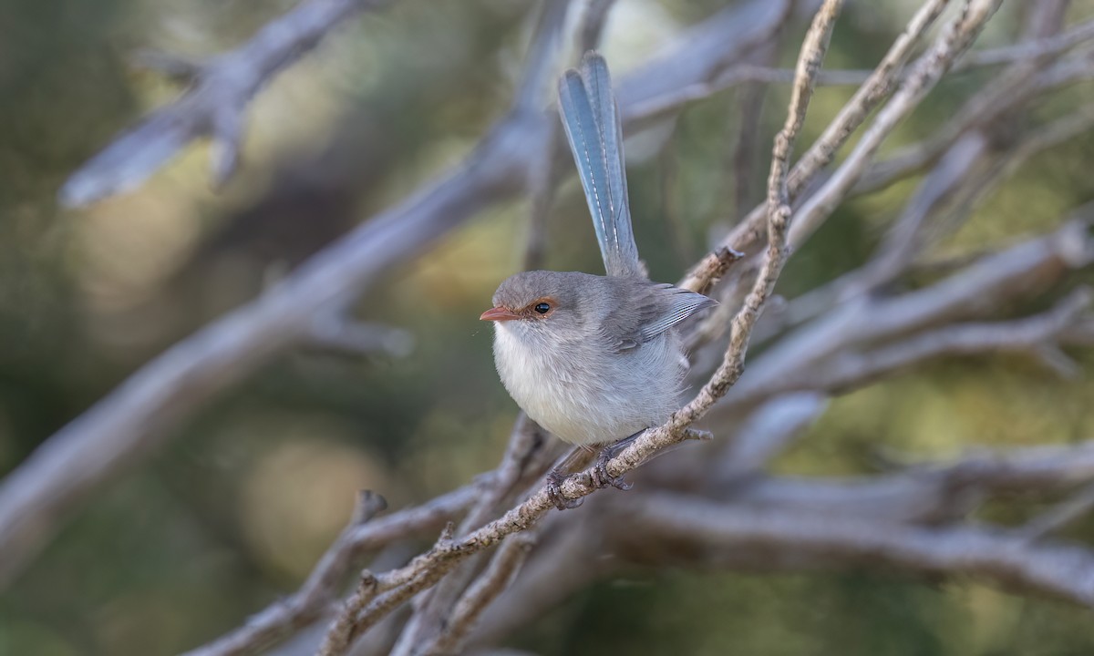 Splendid Fairywren - ML647661716