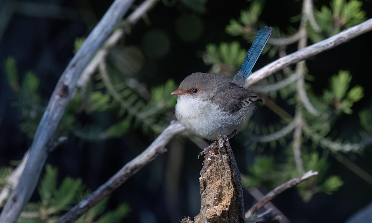 Splendid Fairywren - ML647661717