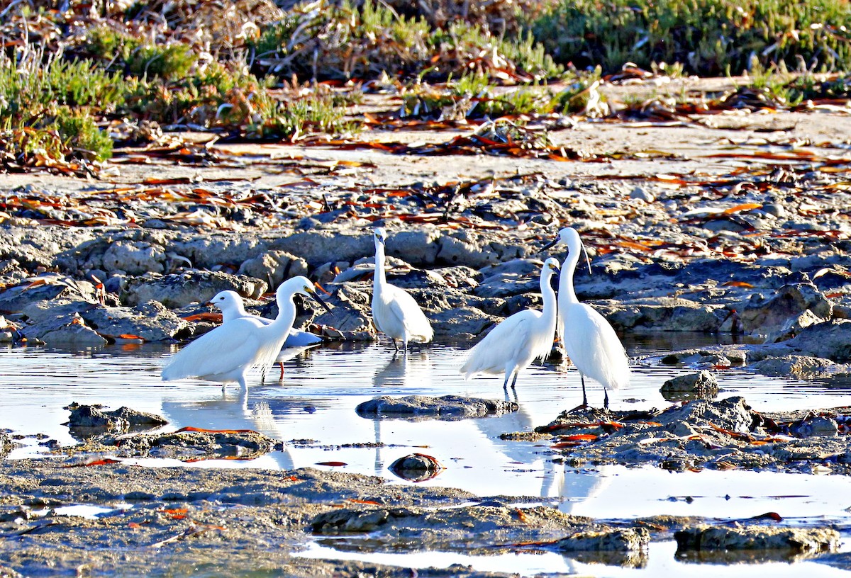 Little Egret - ML647661718