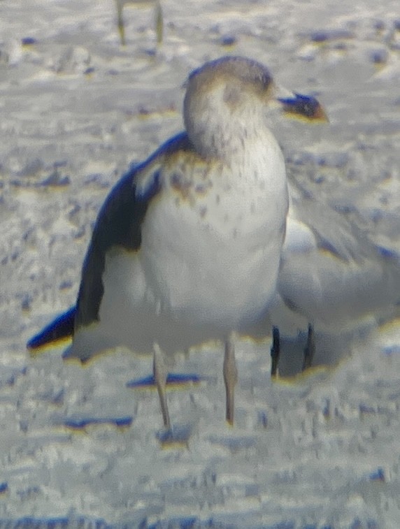 Kaio iluna - ML647661721