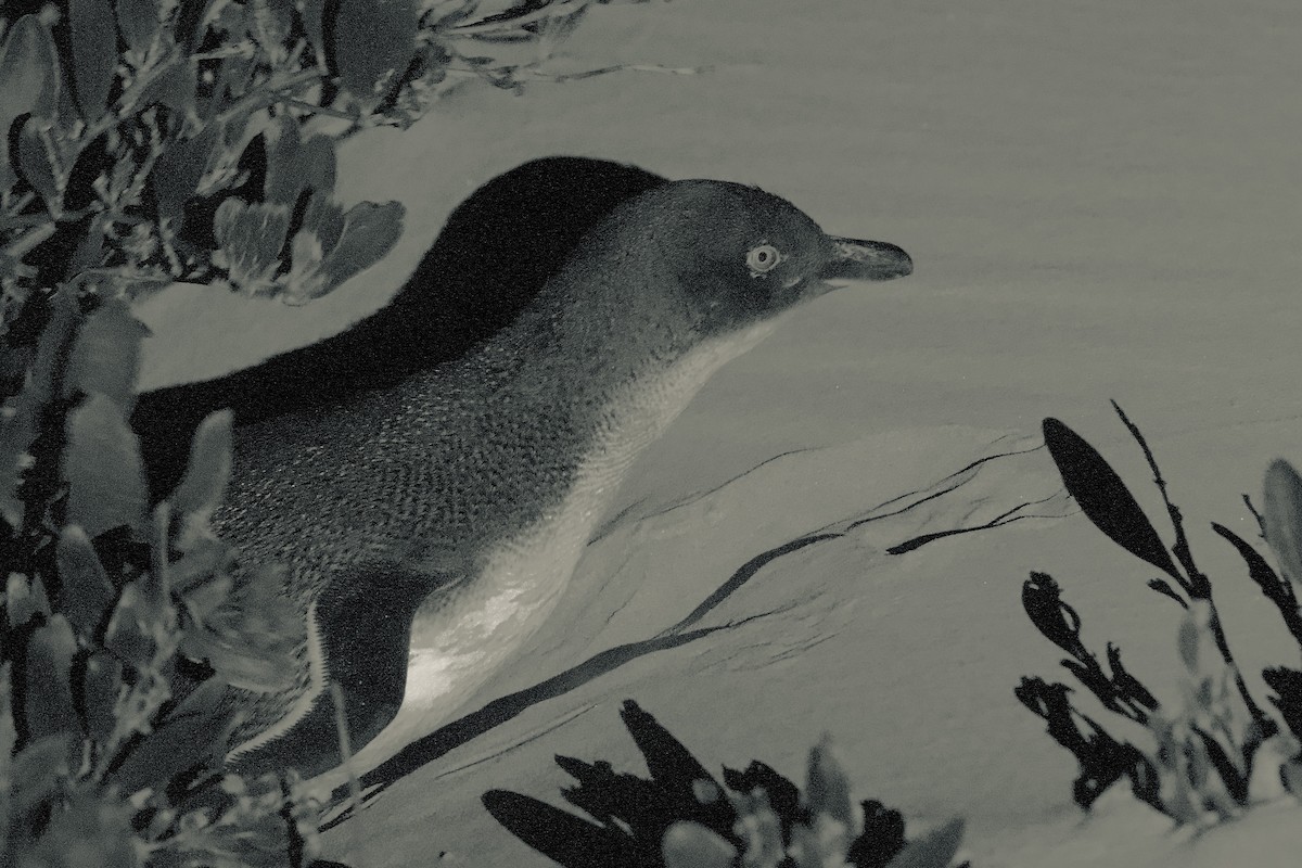 Little Penguin - ML647661731