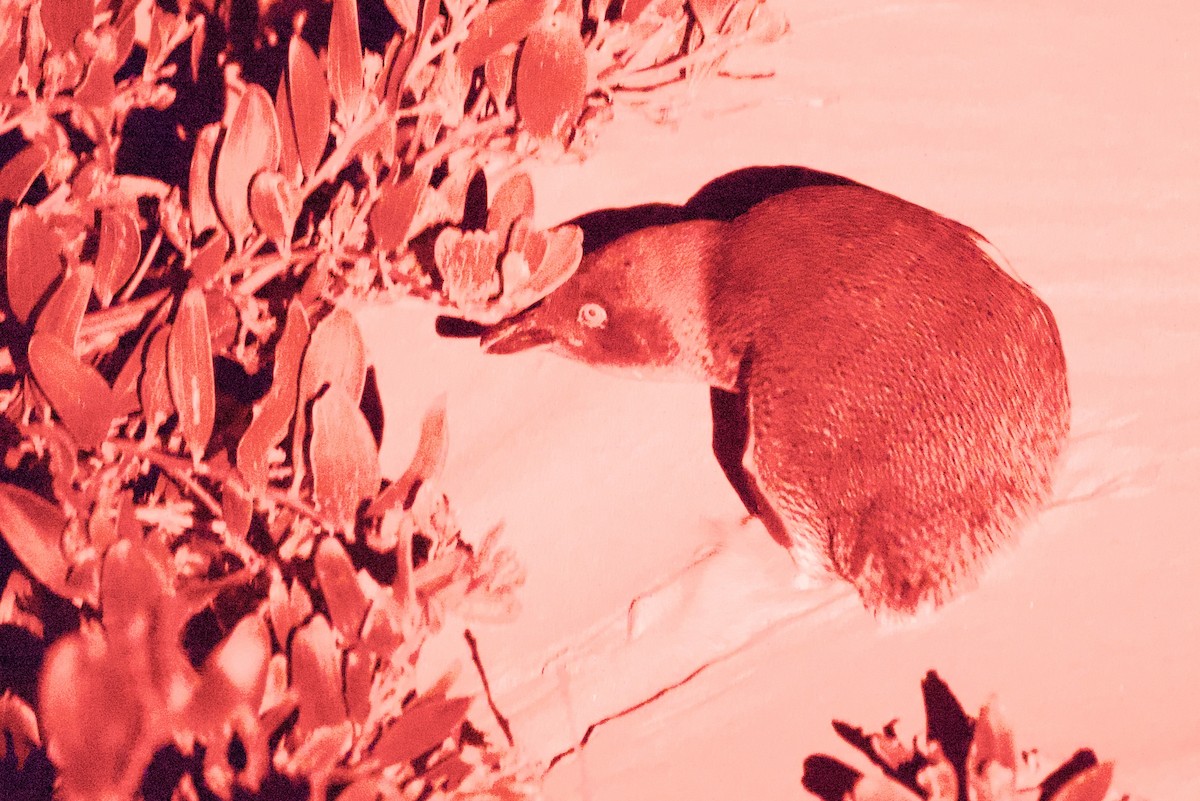 Little Penguin - ML647661734