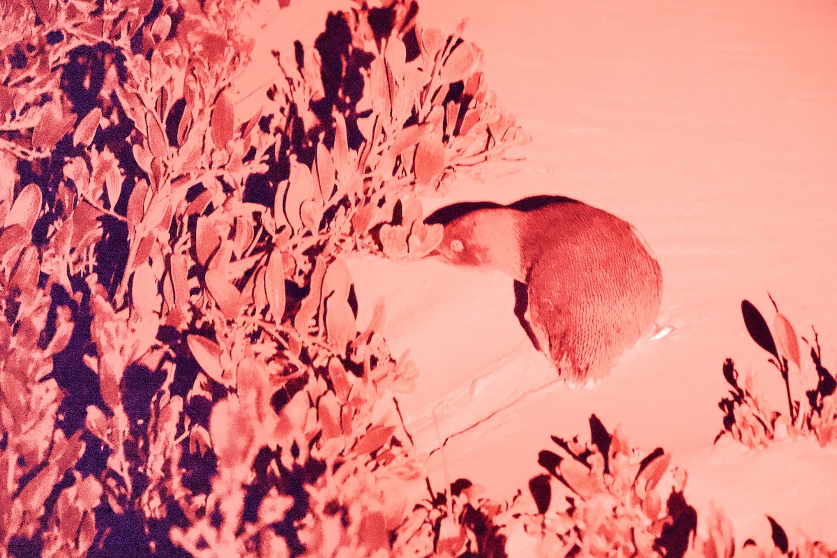 Little Penguin - ML647661736