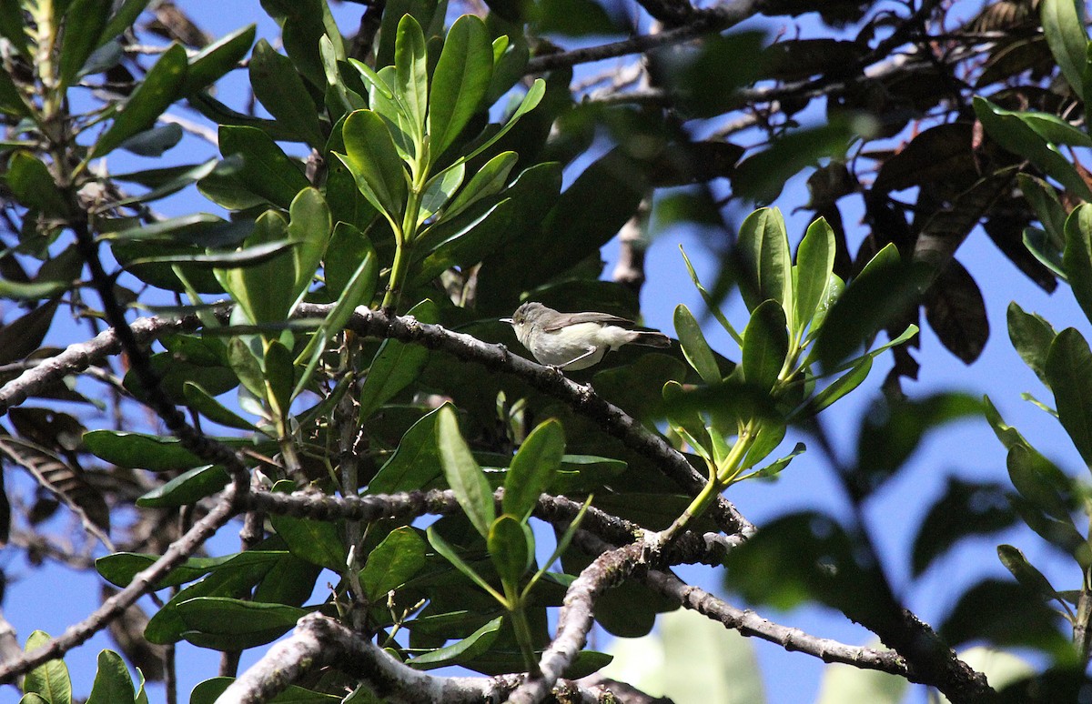 Fan-tailed Gerygone - ML647661760