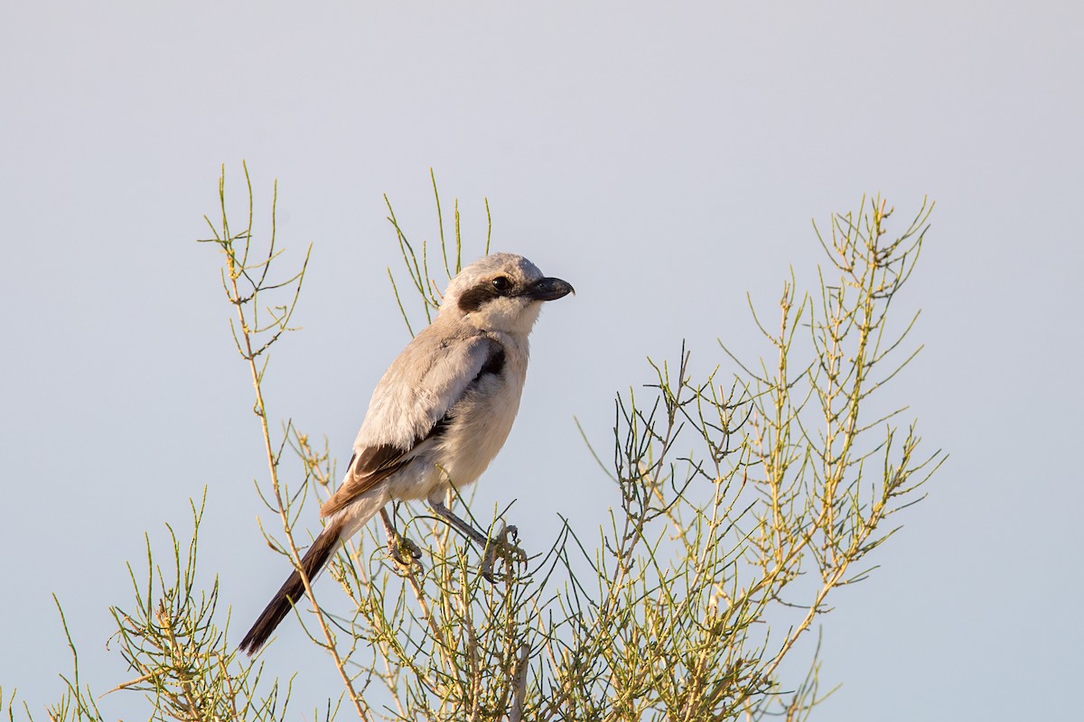 חנקן חיוור - ML647661769