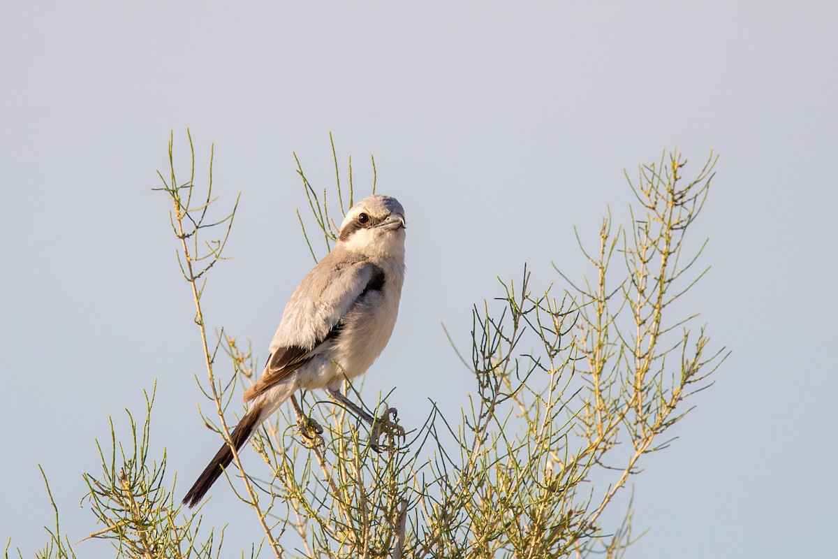 חנקן חיוור - ML647661770
