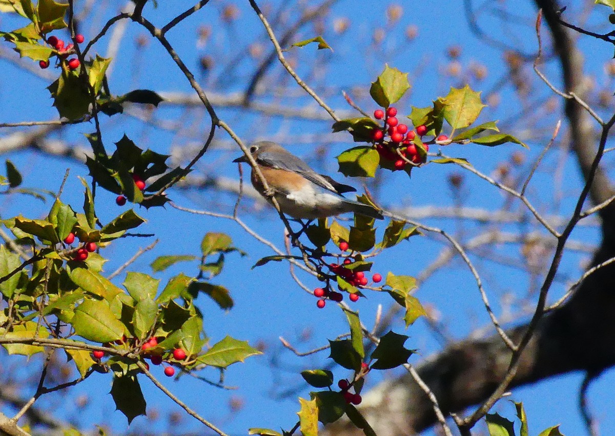 Eastern Bluebird - ML647661771
