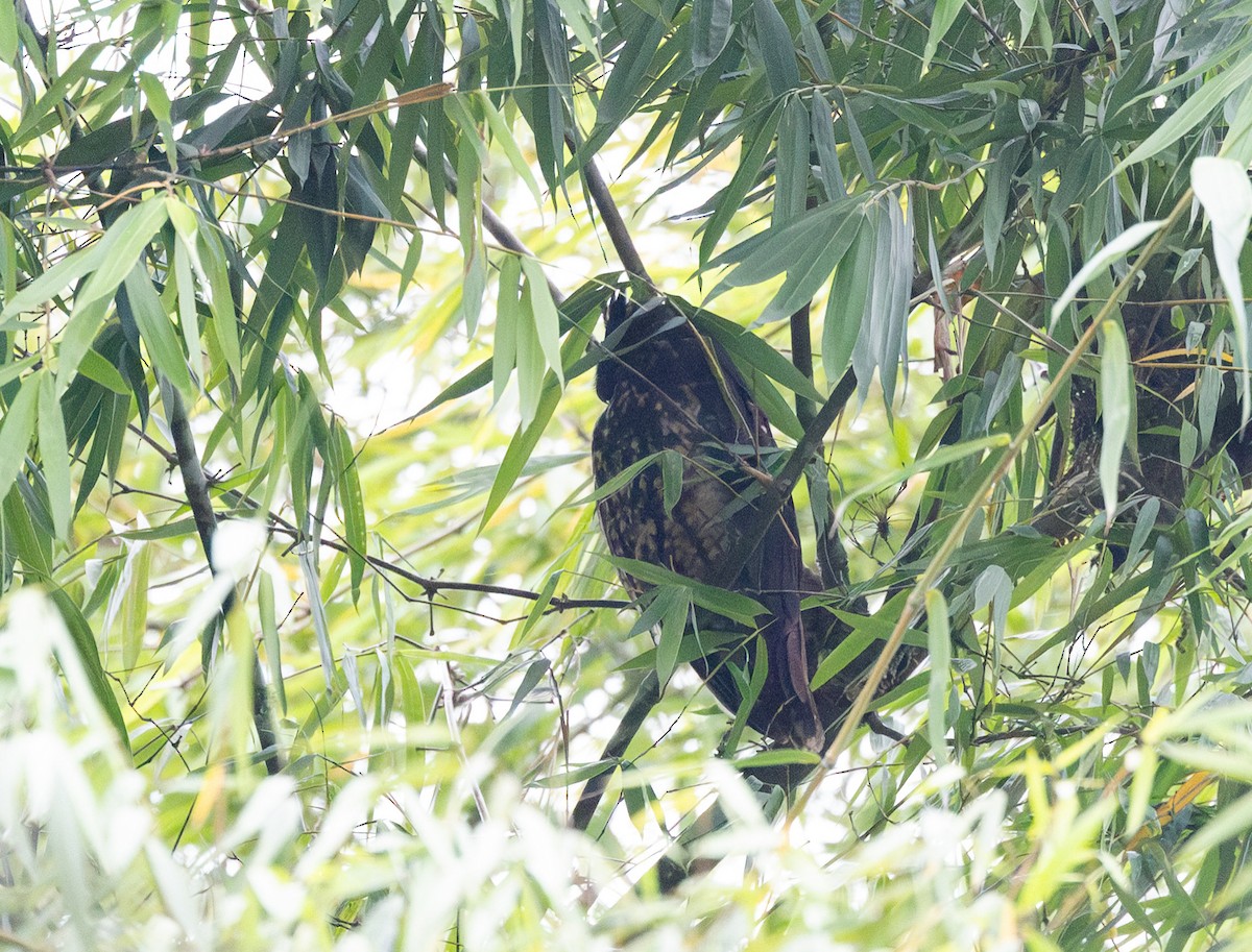 Stygian Owl - ML647661788