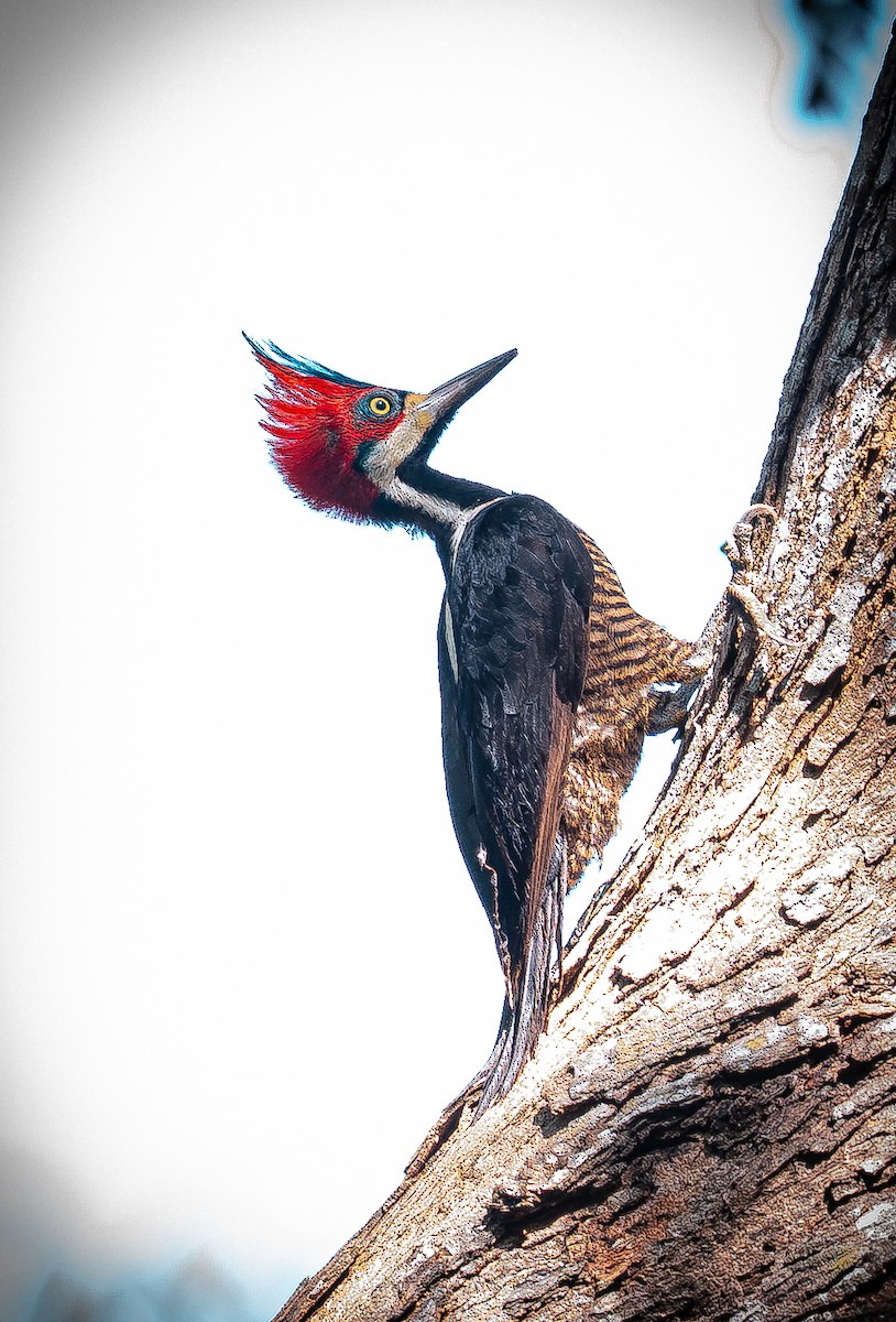 ハナジロエボシゲラ - ML647661814