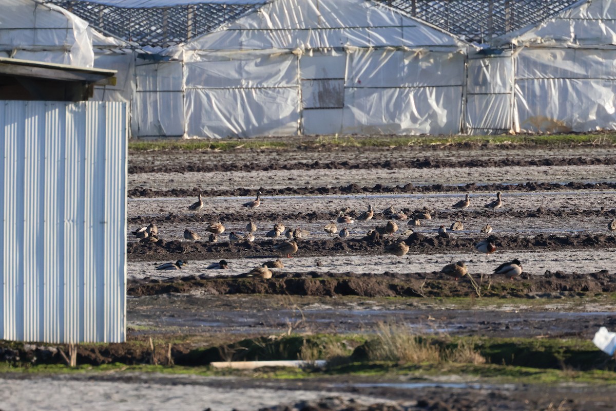 Canard d'Amérique - ML647661833