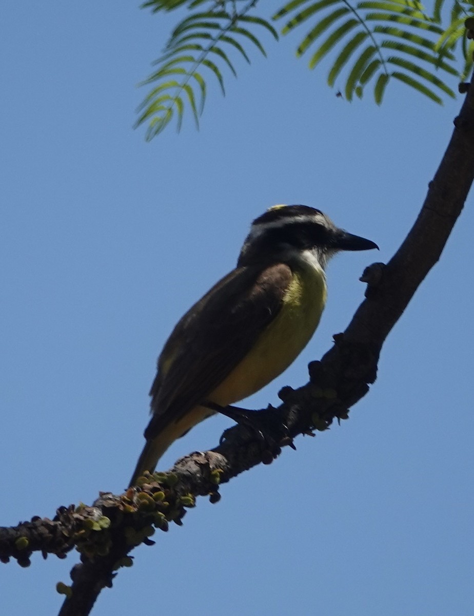 Great Kiskadee - ML647661873